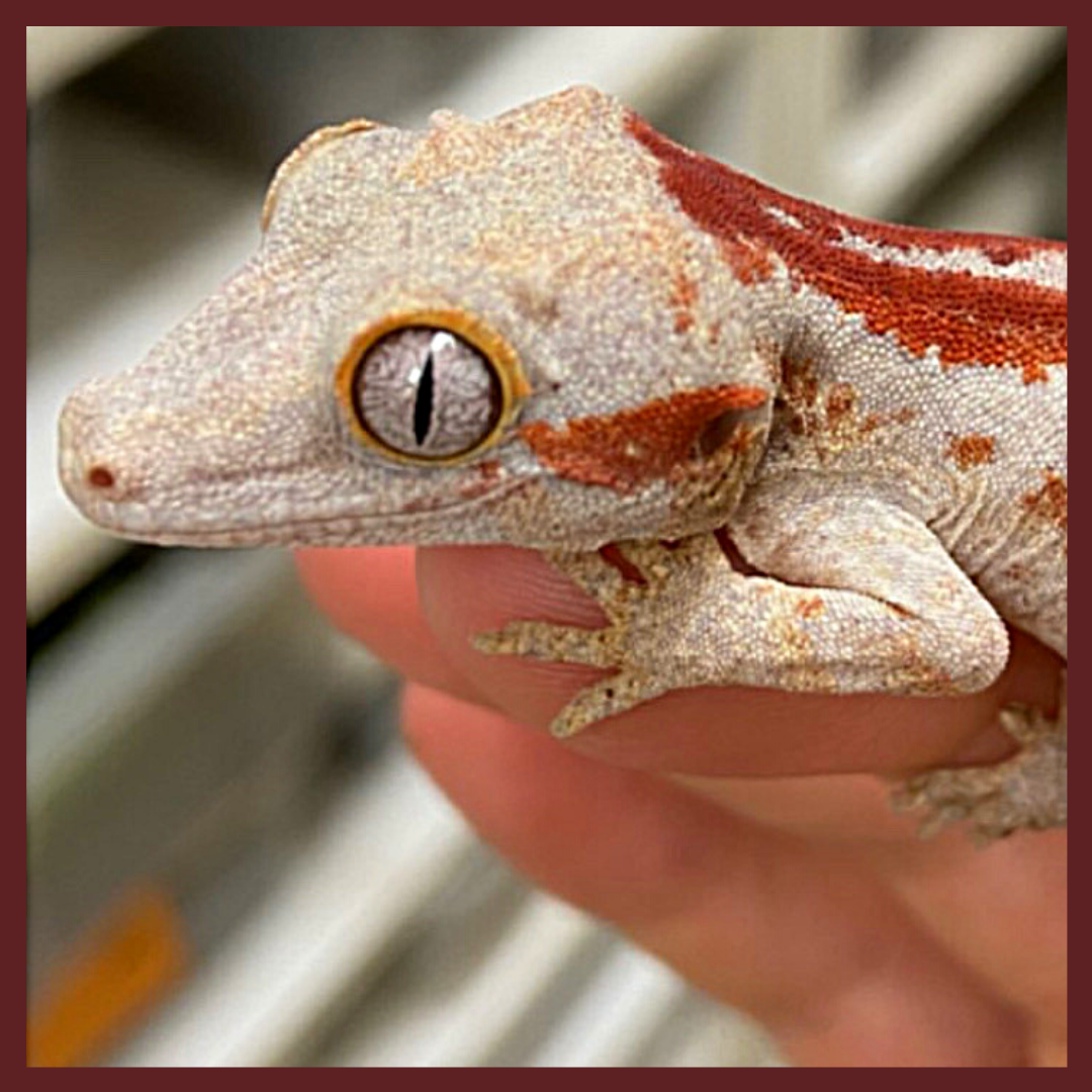 Gargoyle Geckos For Sale - BHB Reptiles - Reptile Breeding Since 1989