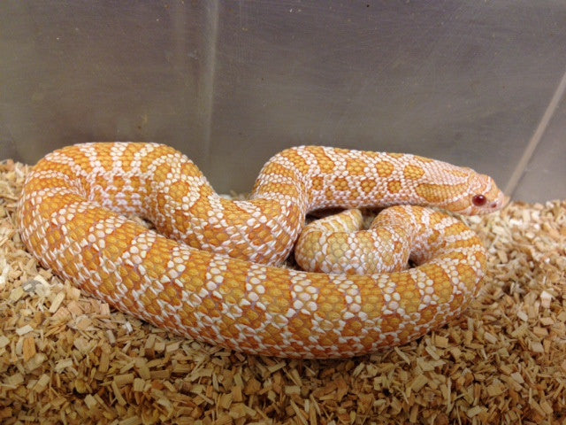 Hognose Snakes For Sale I Purchase Your Hognose Snake Online Or Pickup ...