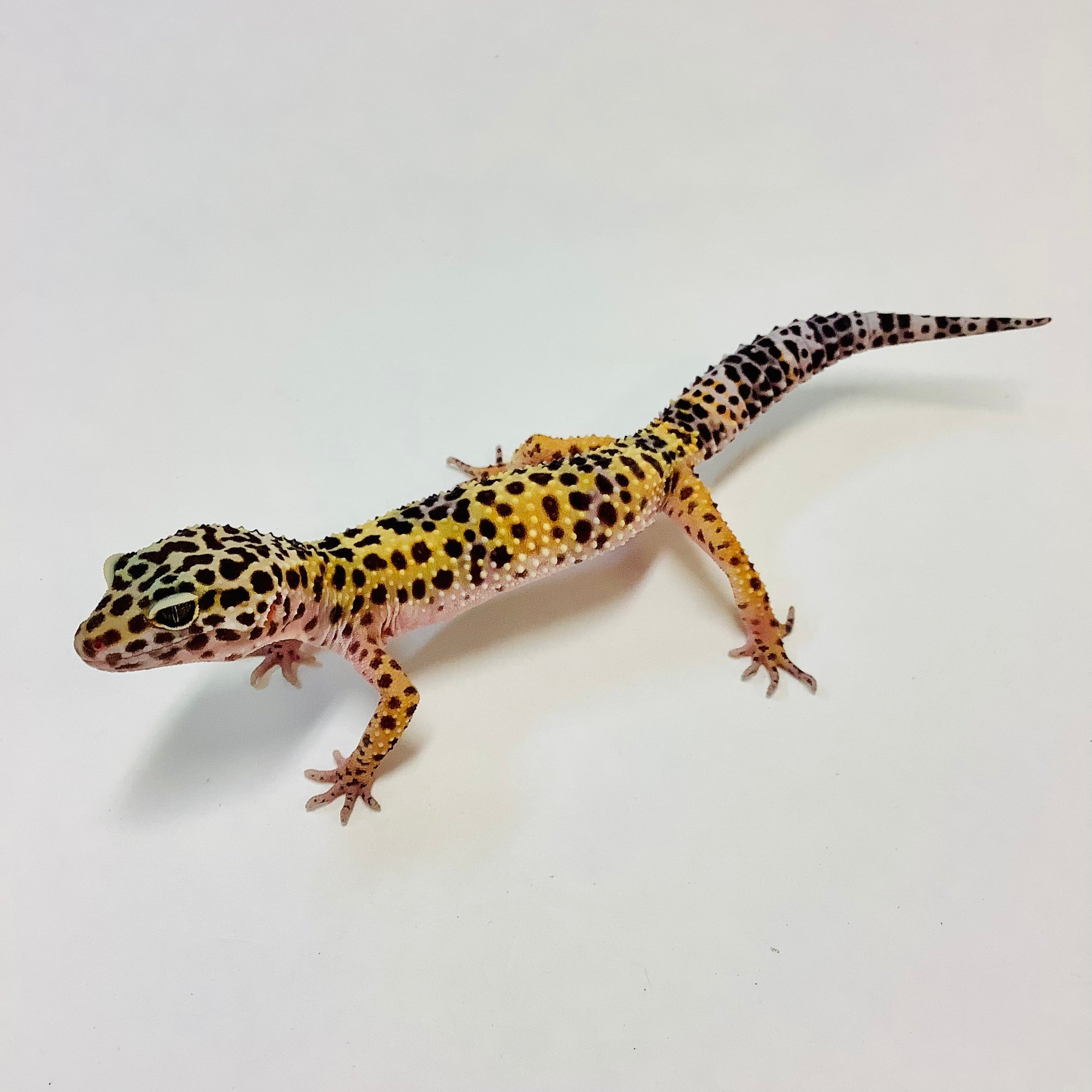 2021 NORMALS LEOPARD GECKOS FOR SALE I BUY NORMAL LEOPARD GECKOS HERE ...