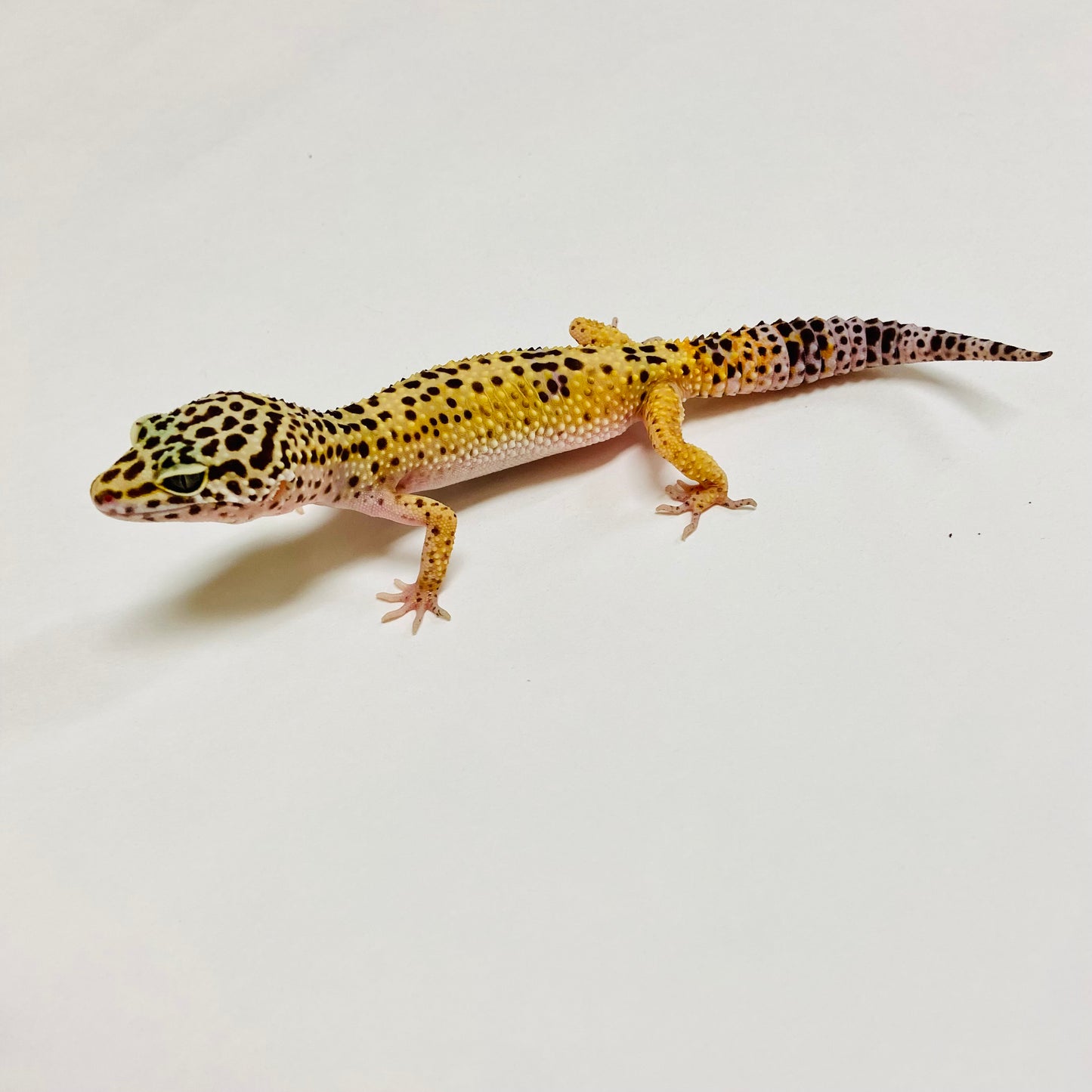 Normal Leopard Gecko Female C-C1-60723-1