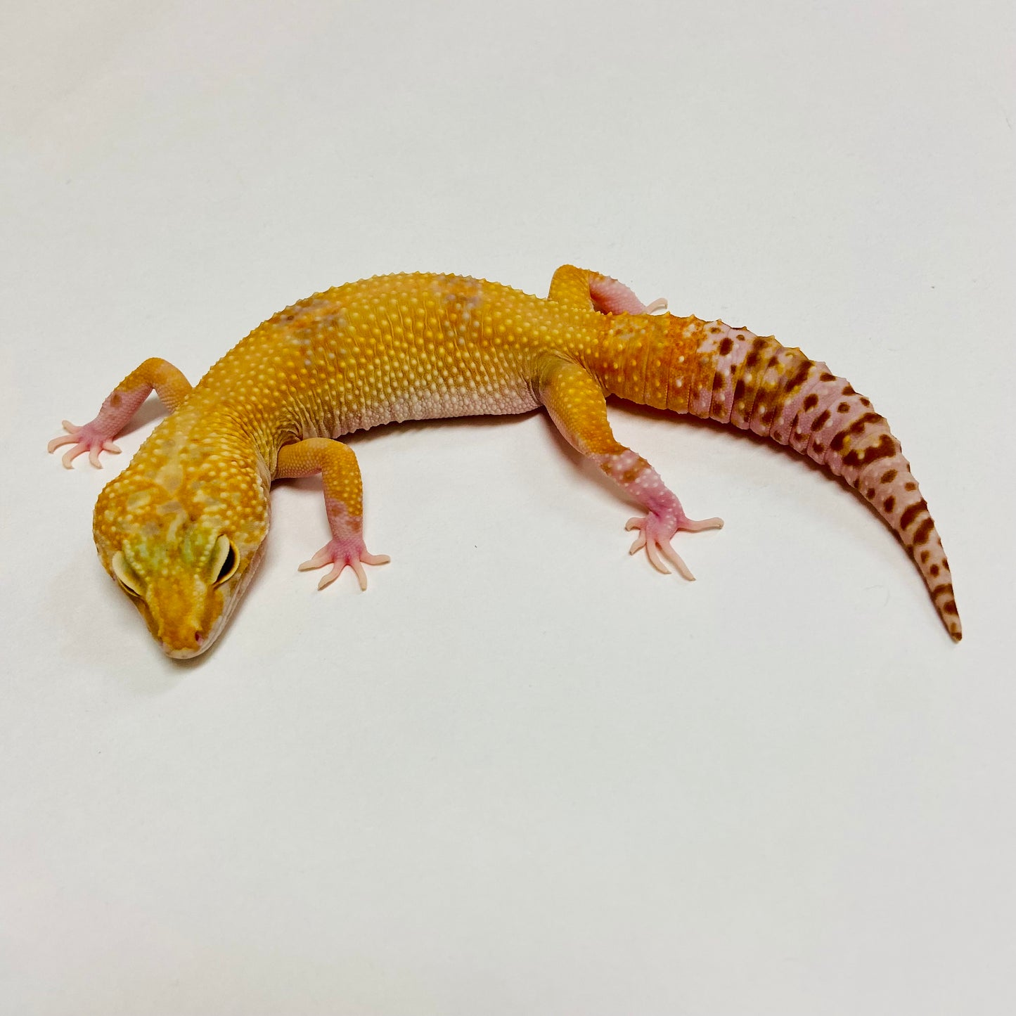 Hypo Tremper Marble Eye Leopard Gecko Female C-J6-70920-1