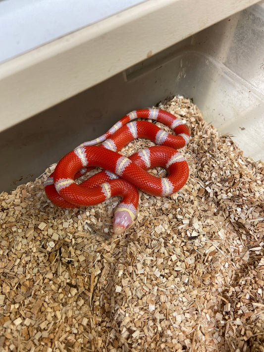 Albino Nelsons Milk Snakes 2023 Female F02