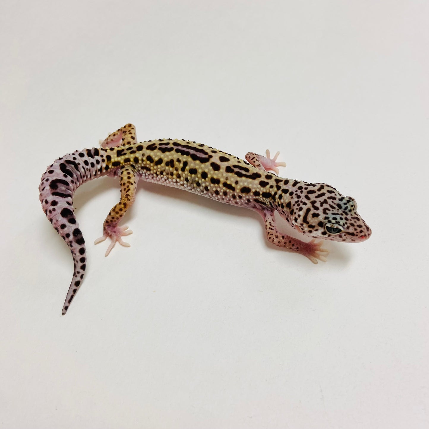 Mack Snow Reverse Stripe Leopard Gecko Male B-B1-70824-1