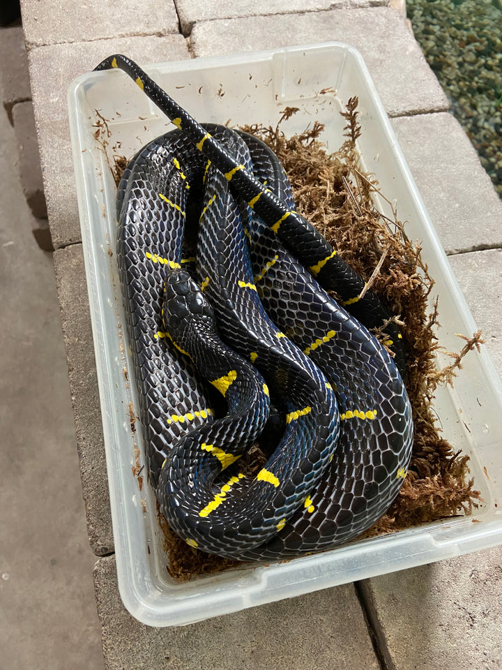 Mangrove Snakes For Sale Priority Overnight Shipping Or Pickup BHB