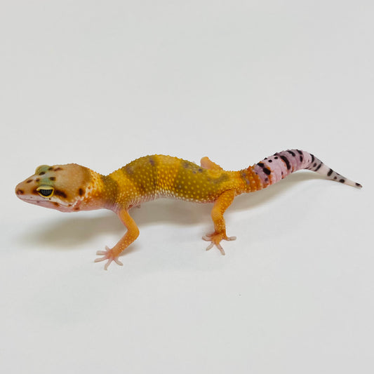 Leopard Geckos for Sale at BHB! Top Quality & Vast Selection in the US ...