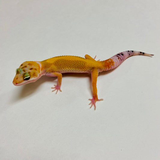 Hypo Tangerine Leopard Gecko Male A-A1-72924-2