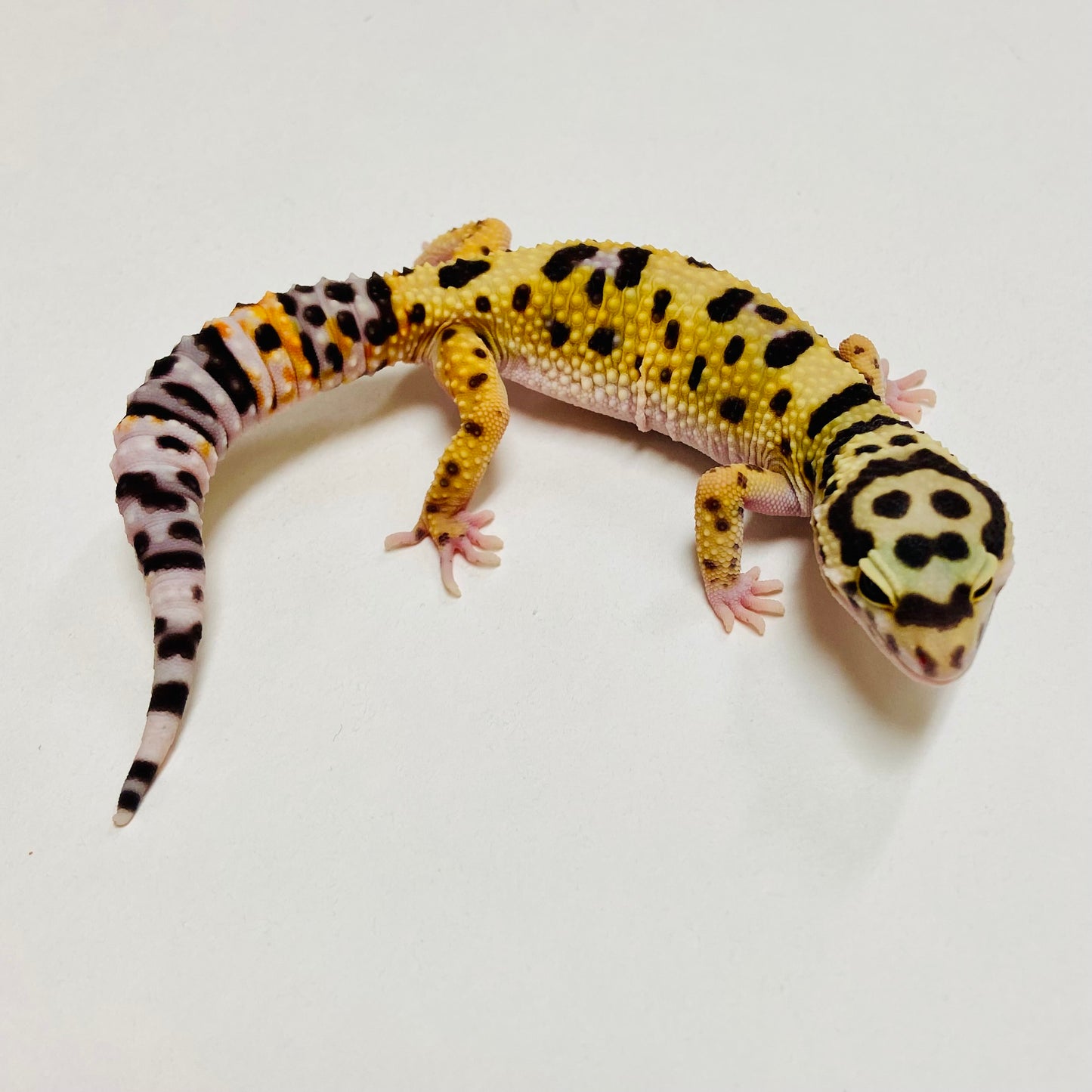 Bandit Leopard Gecko Female C-B8-72124-1