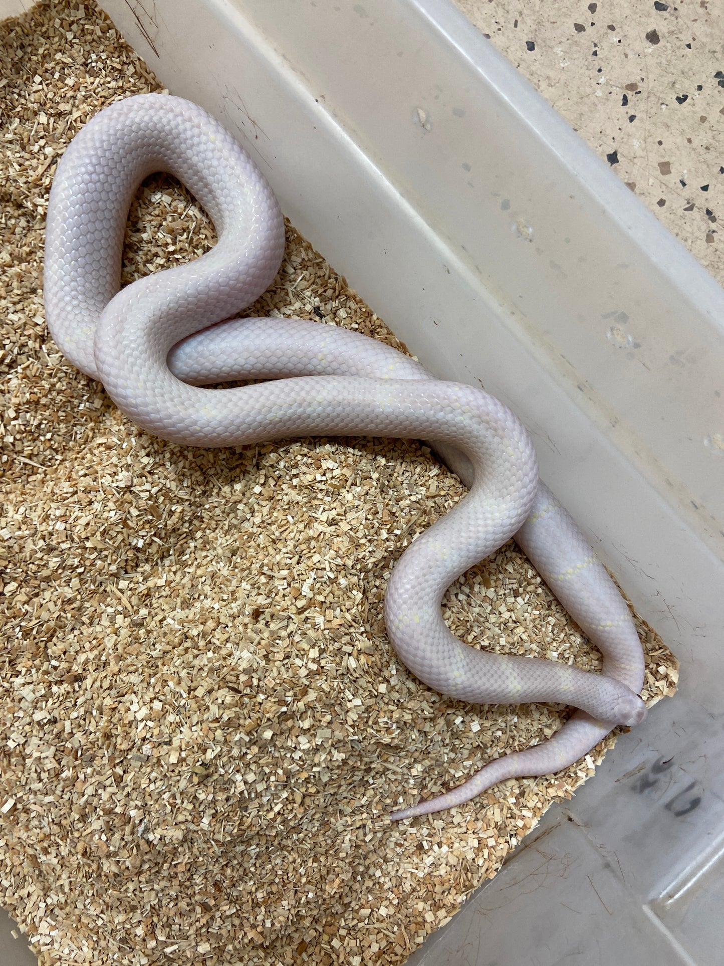 Lavender Het Snow California Kingsnake 2021 Male M01