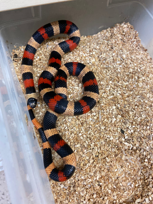 Apricot Pueblan Milk Snake- 2022 Female F04