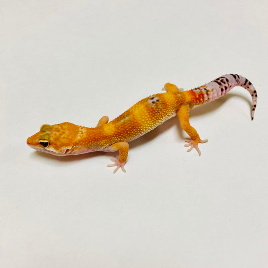 Albino Tremper Tangerine Leopard Gecko Male D-B7-80824-1