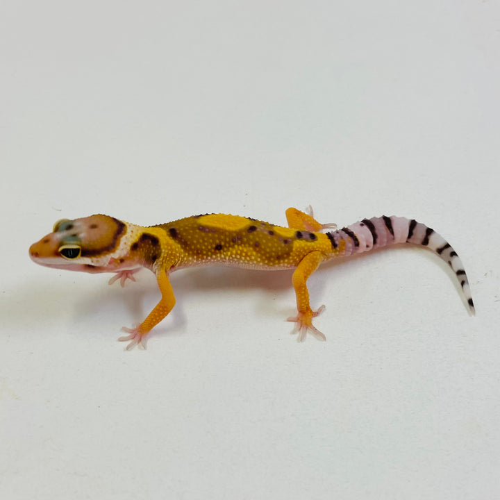 Leopard Geckos for Sale at BHB! Top Quality & Vast Selection in the US ...