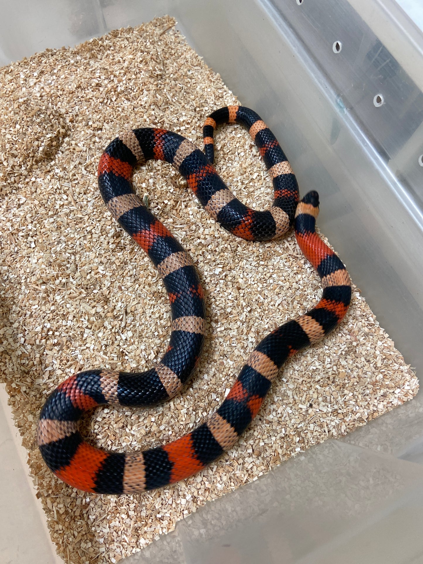 Apricot Pueblan Milk Snake- 2022 Male M01