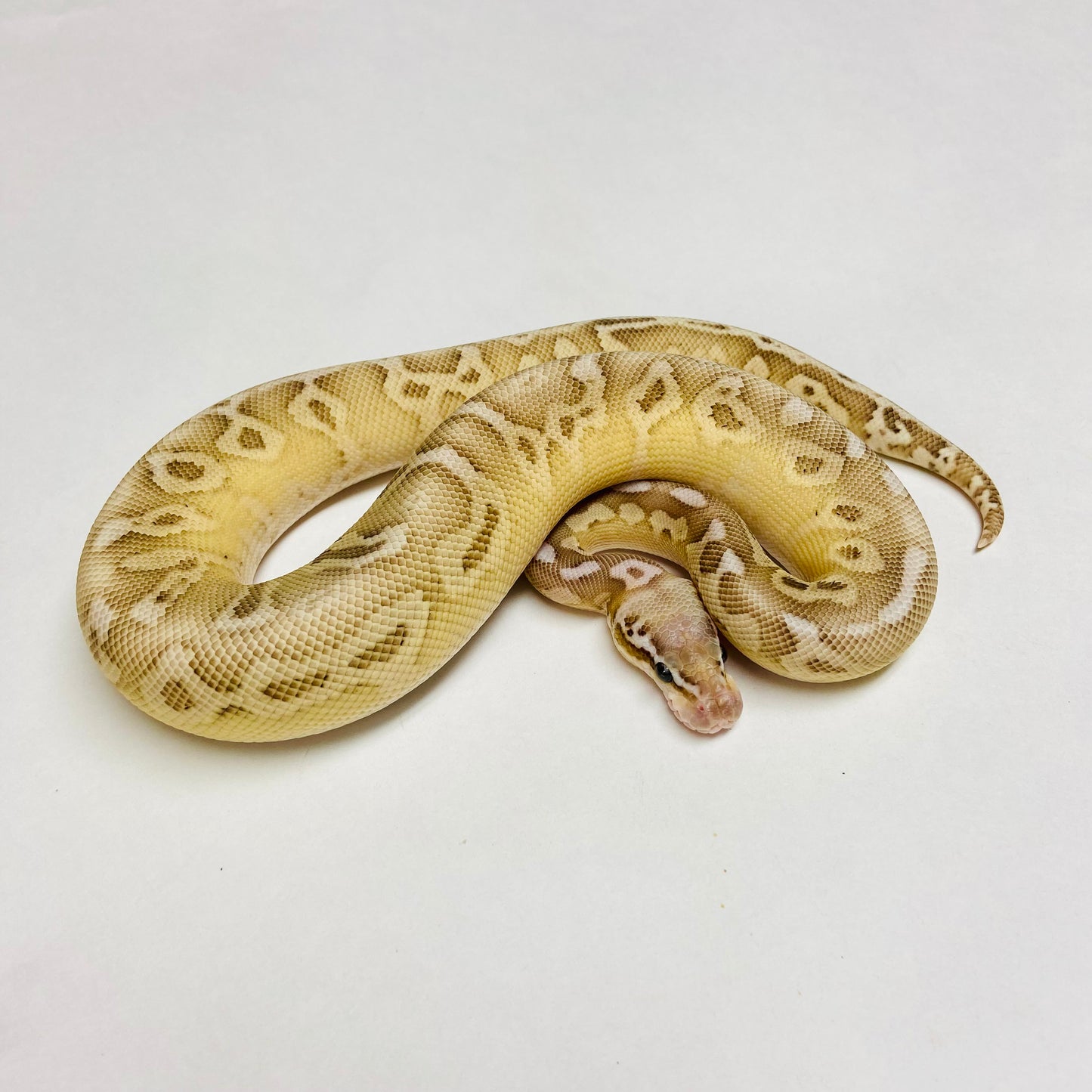 Black Pewter Leopard Lesser Ball Python Male 2023M01