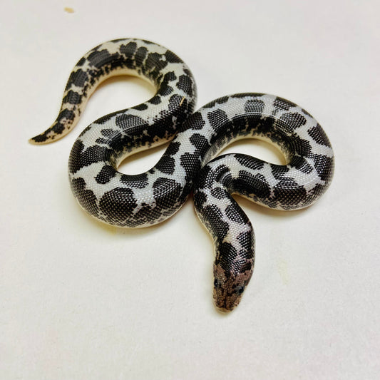 Anery Kenyan Sand Boa Female 2024F08