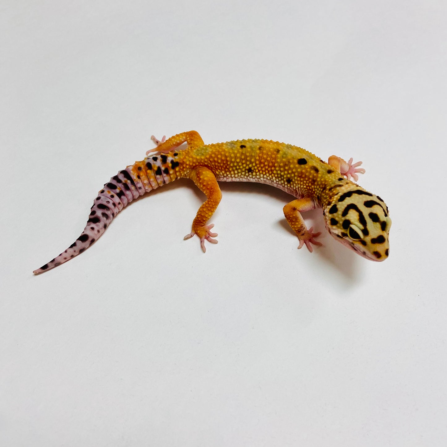 Bandit Green Tangerine Leopard Gecko Female B-B1-61723-1