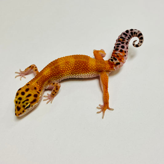 Hypo Tangerine Leopard Gecko Female B-B3-62623-1