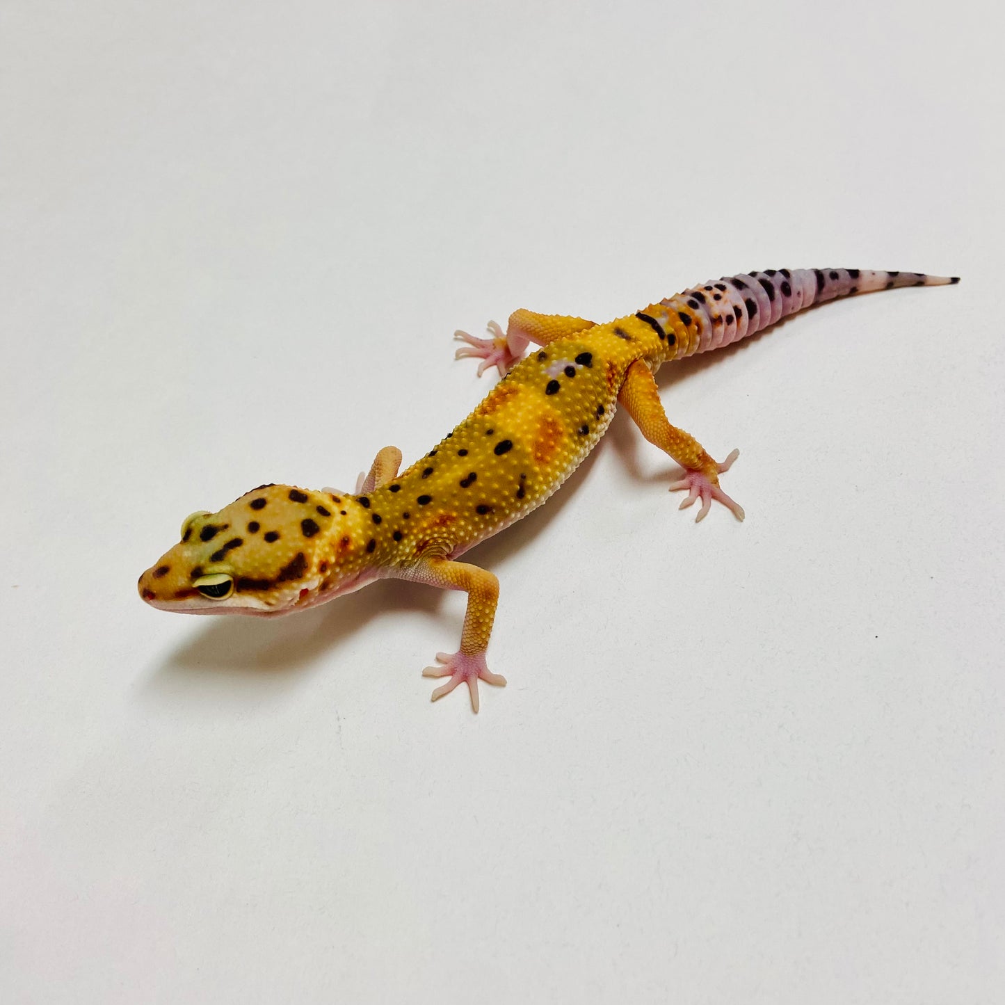 Green Tangerine Leopard Gecko Male B-A1-70824-1