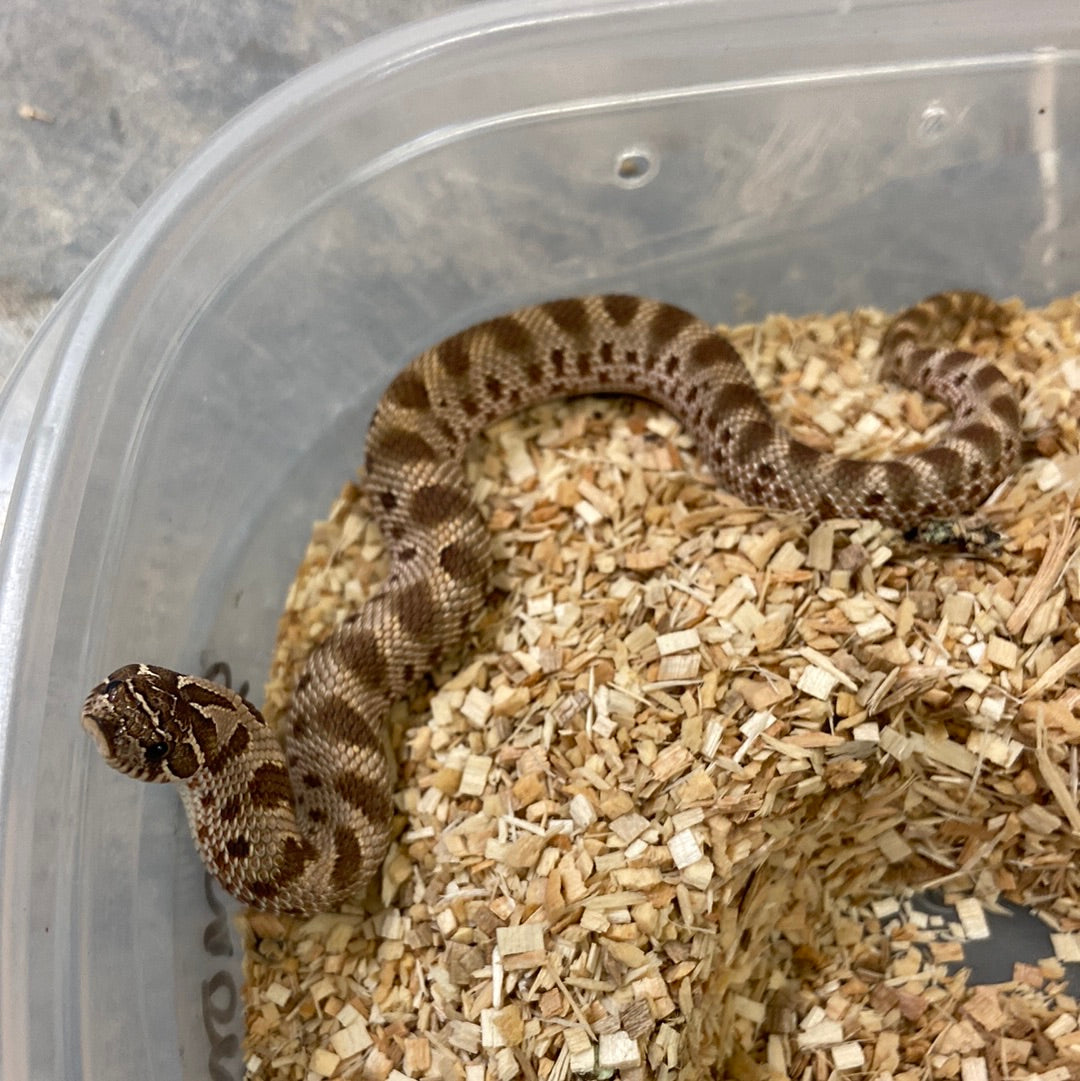 Hognose Snakes For Sale I Purchase Your Hognose Snake Online Or Pickup ...