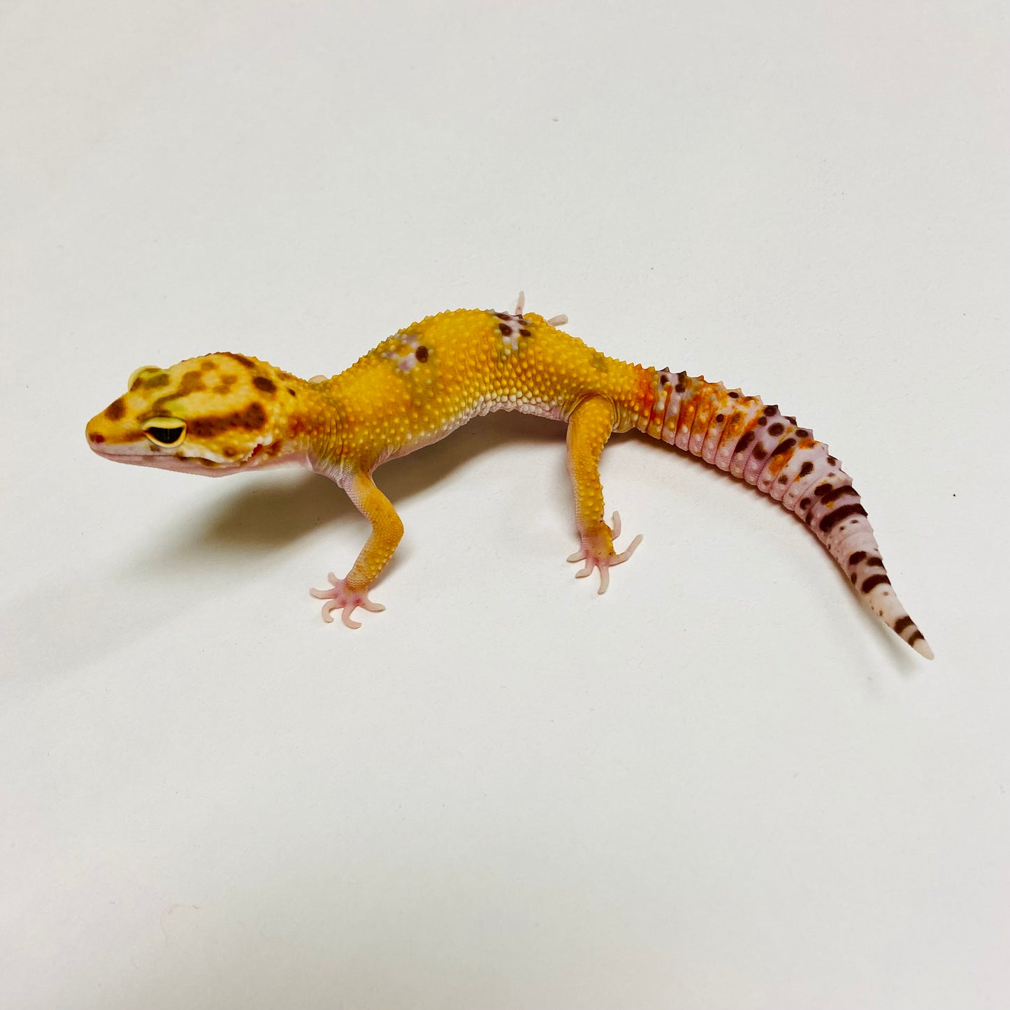 Albino Tremper Tangerine Leopard Gecko Male C-A8-71824-1