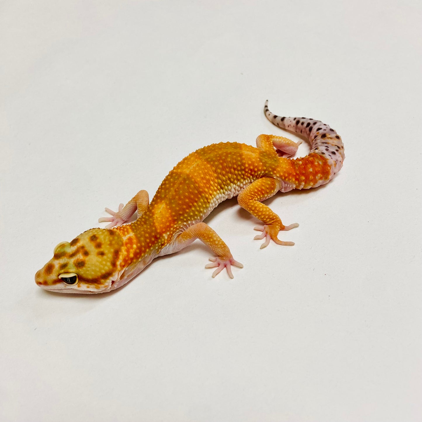 HI Green Hypo Tangerine Carrot Tail Leopard Gecko Male C-A2-71824-2