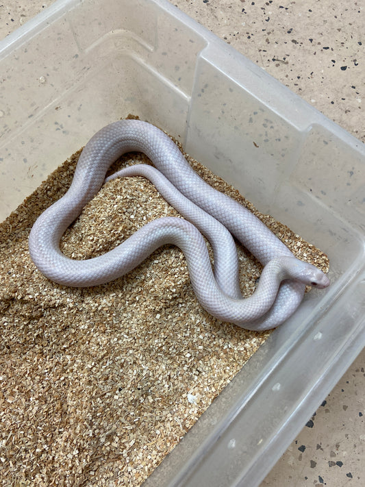 Lavender Snow California Kingsnake 2021 Male M04