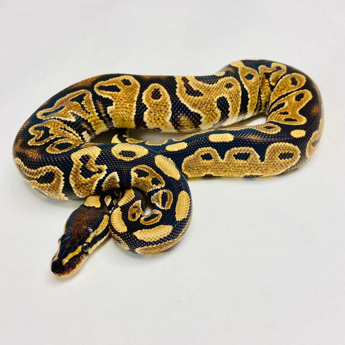 YellowBelly/Gravel Ball Python- Female #2023F01