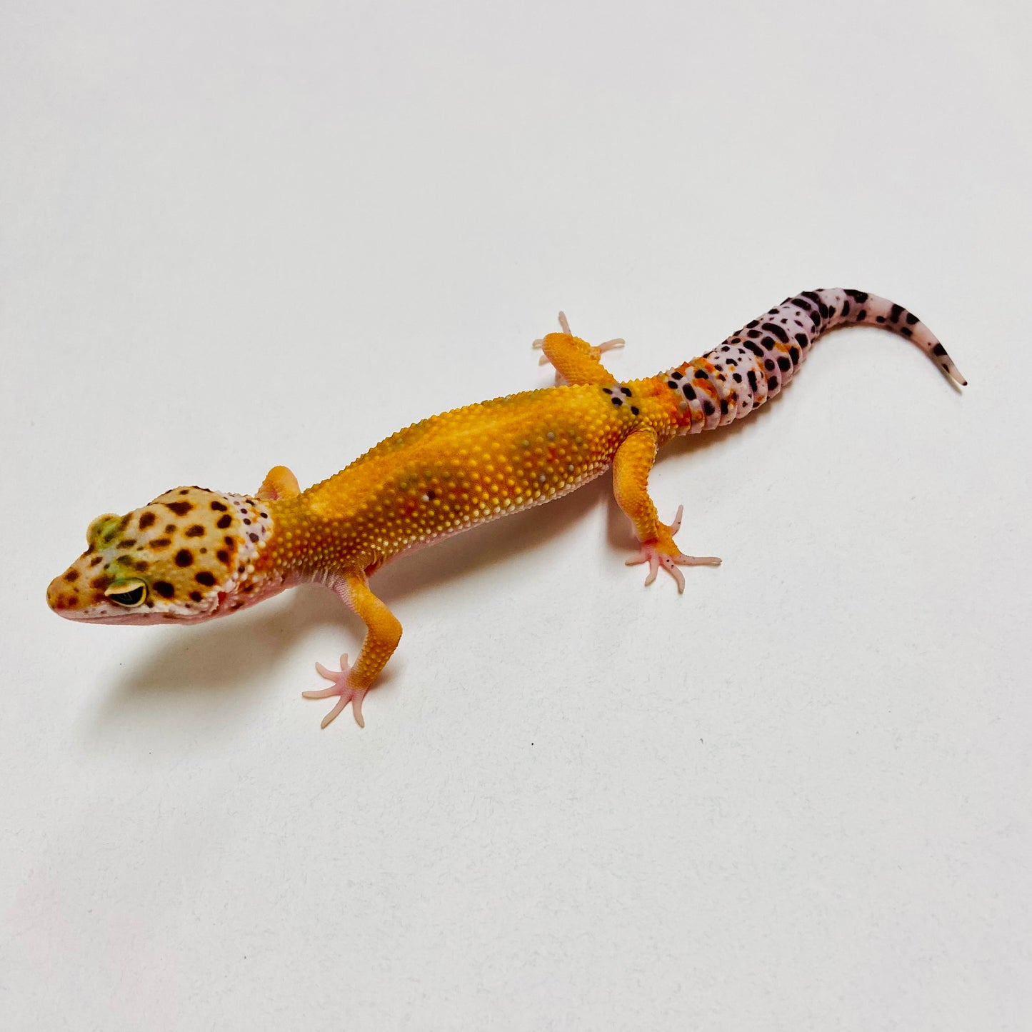 Hypo Tangerine Leopard Gecko Male B-A4-71624-1