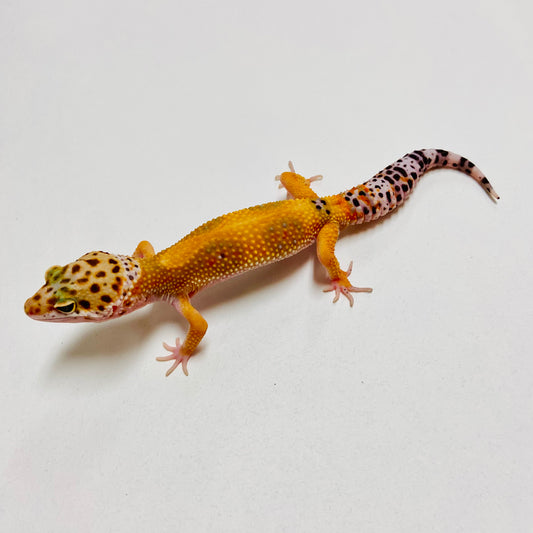 Hypo Tangerine Leopard Gecko Male B-A4-71624-1