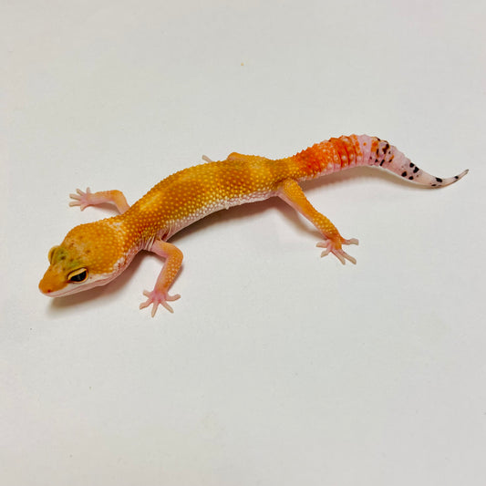 Super Hypo Tangerine Carrot Tail Baldy Leopard Gecko Female D-A3-80524-1