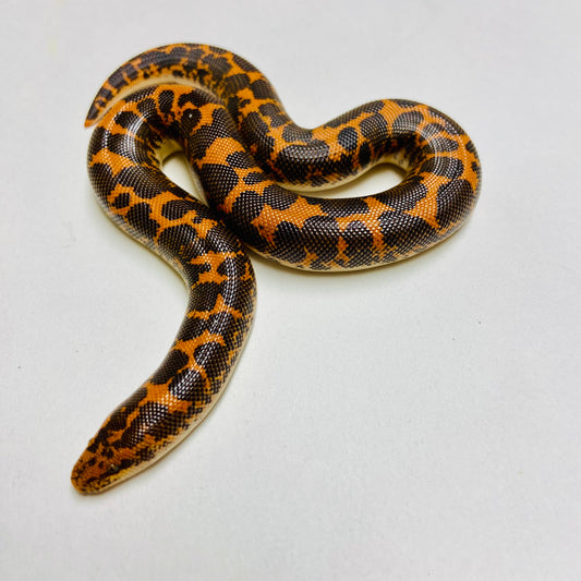 Kenyan Sand Boa Female 2024F11