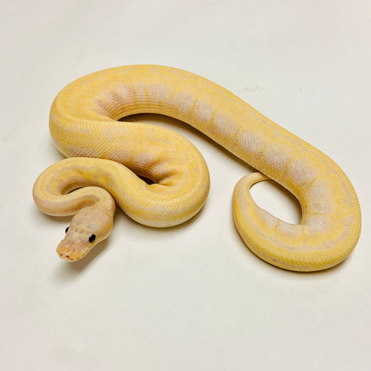 Ball Pythons for Sale at BHB Reptiles - High Quality & Wide Variety in ...