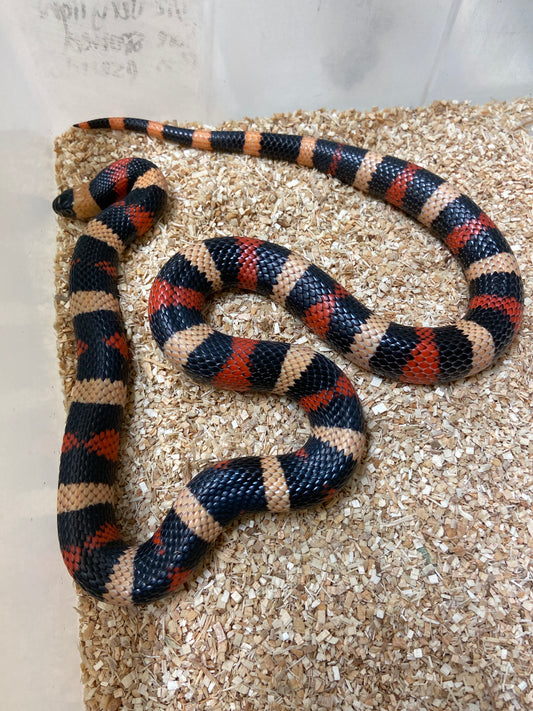 Apricot Pueblan Milk Snake 2022 Male M12