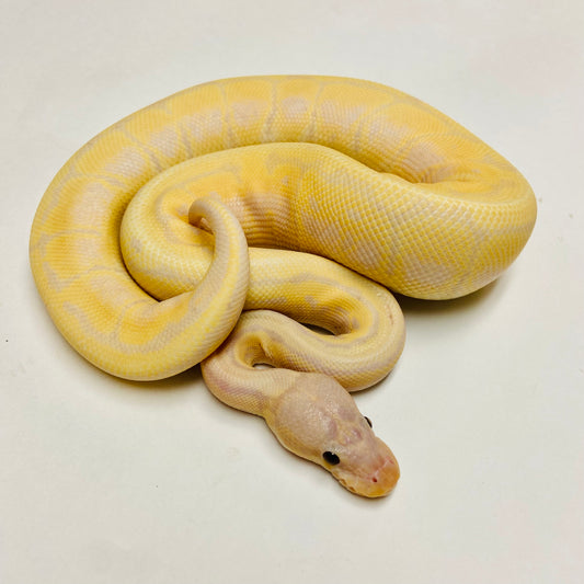 Ball Pythons for Sale at BHB Reptiles - High Quality & Wide Variety in ...