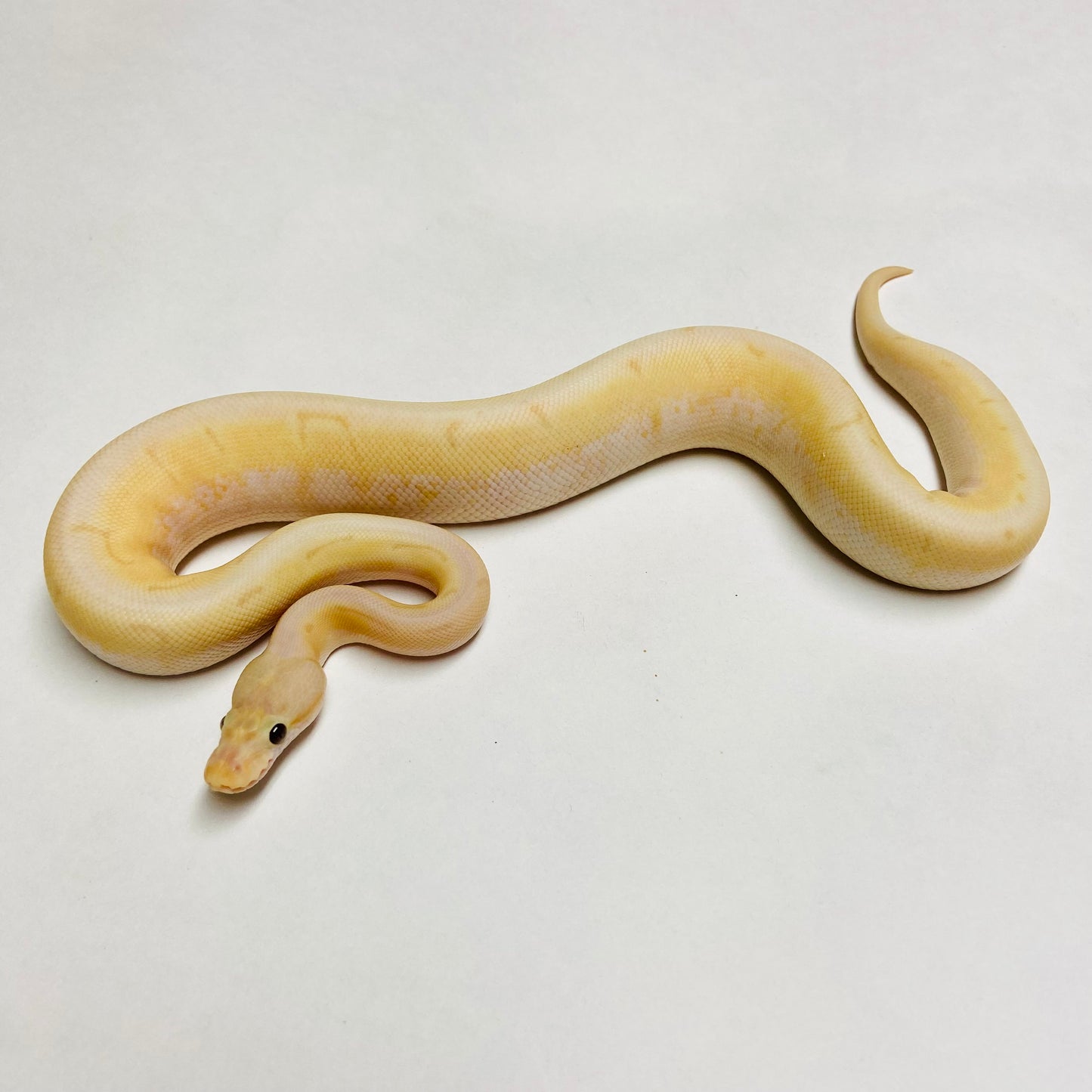 Banana Enchi Spinner Ball Python Male 2023M01