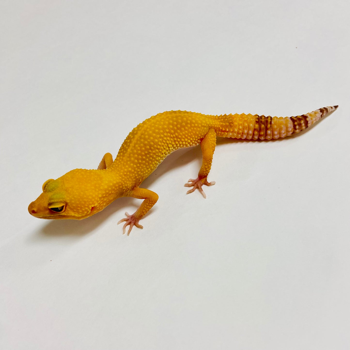 Raptor Leopard Gecko- Female A-C7-10322-1