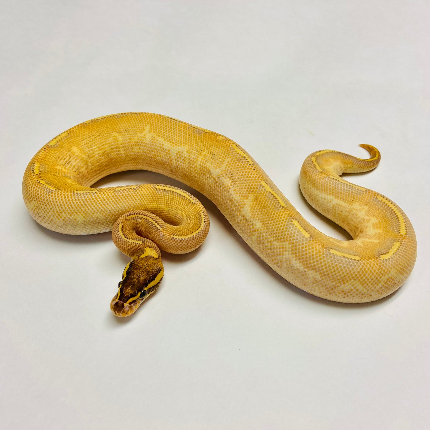 Pastel Enchi Highway Ball Python Male 2023M02