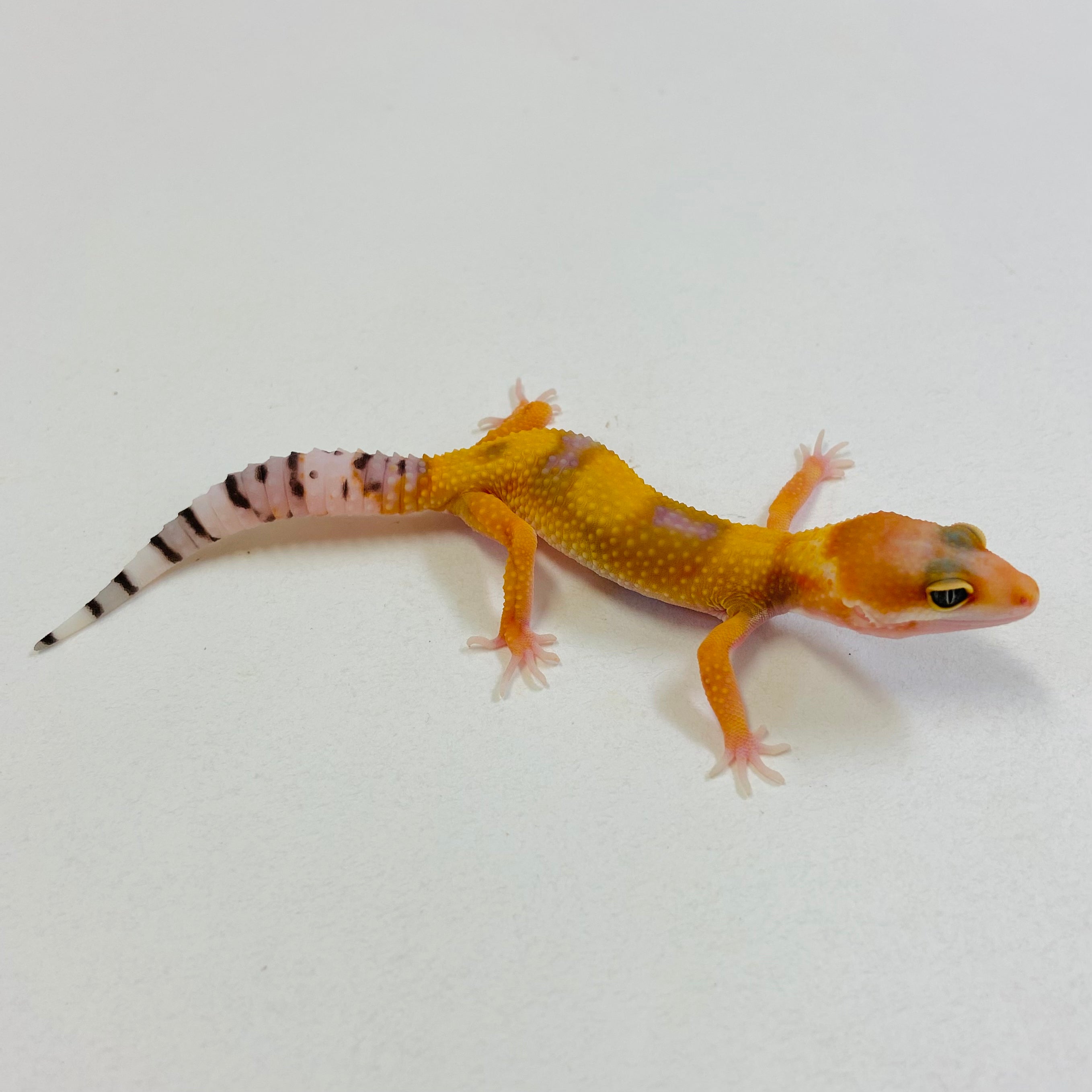 Leopard Geckos for Sale at BHB! Top Quality & Vast Selection in the US ...