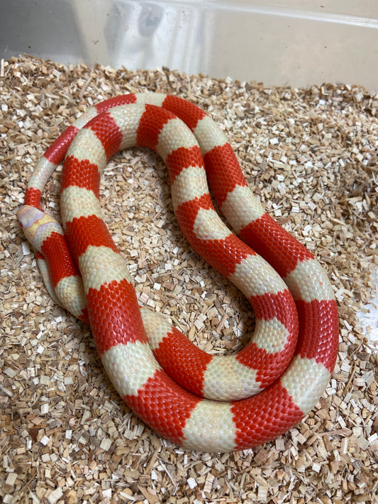 Albino Honduran Milk Snake 2023 Female F02