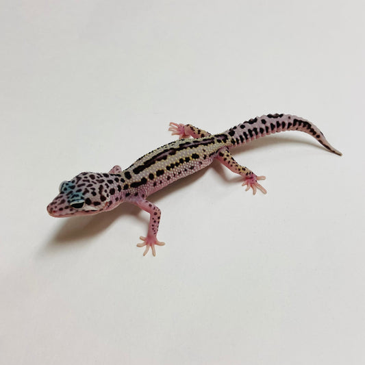 Dark Mack Snow Reverse Stripe Leopard Gecko Pos Male A-B3-73024-1