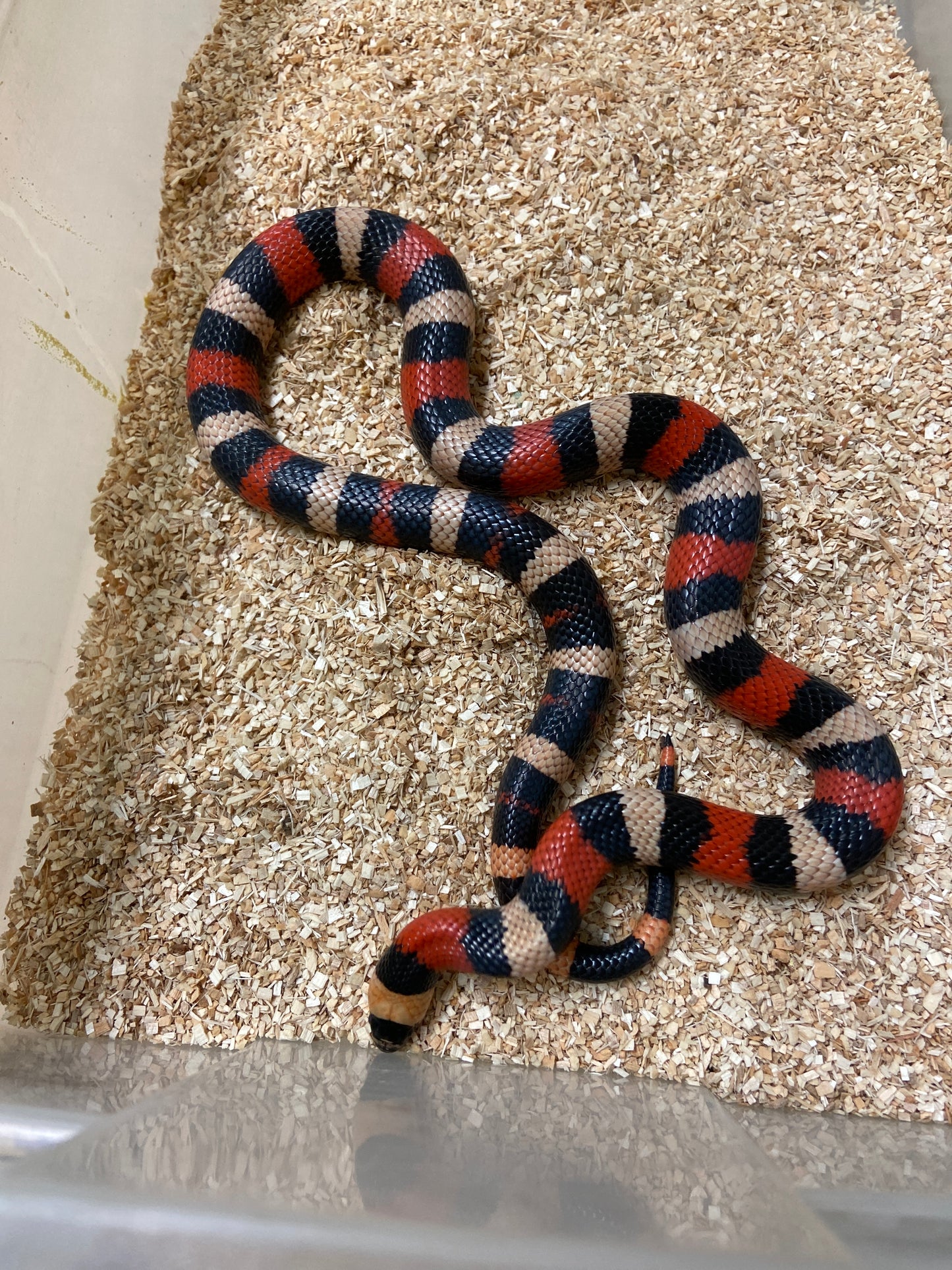 Apricot Pueblan Milk Snake 2022 Male M13