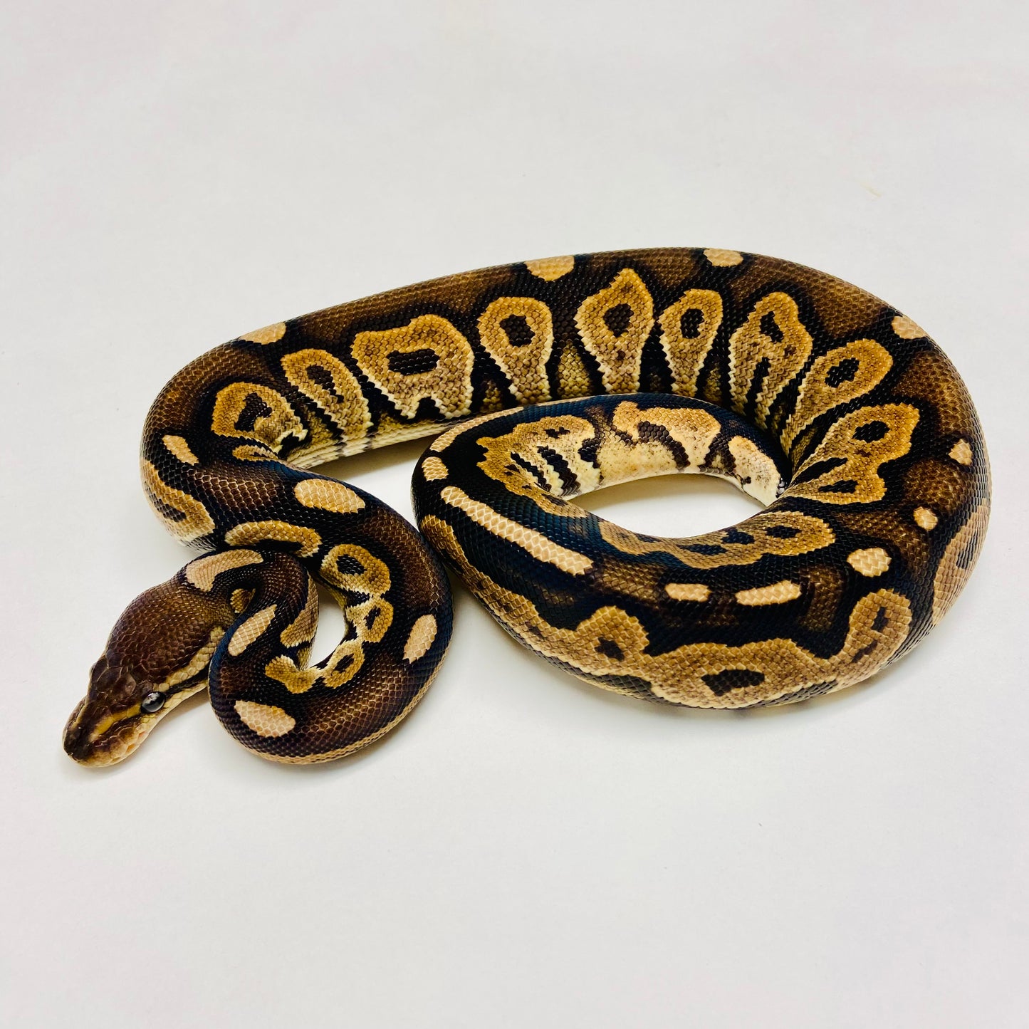 Cinnamon Het Sunset Ball Python Female 2023F02