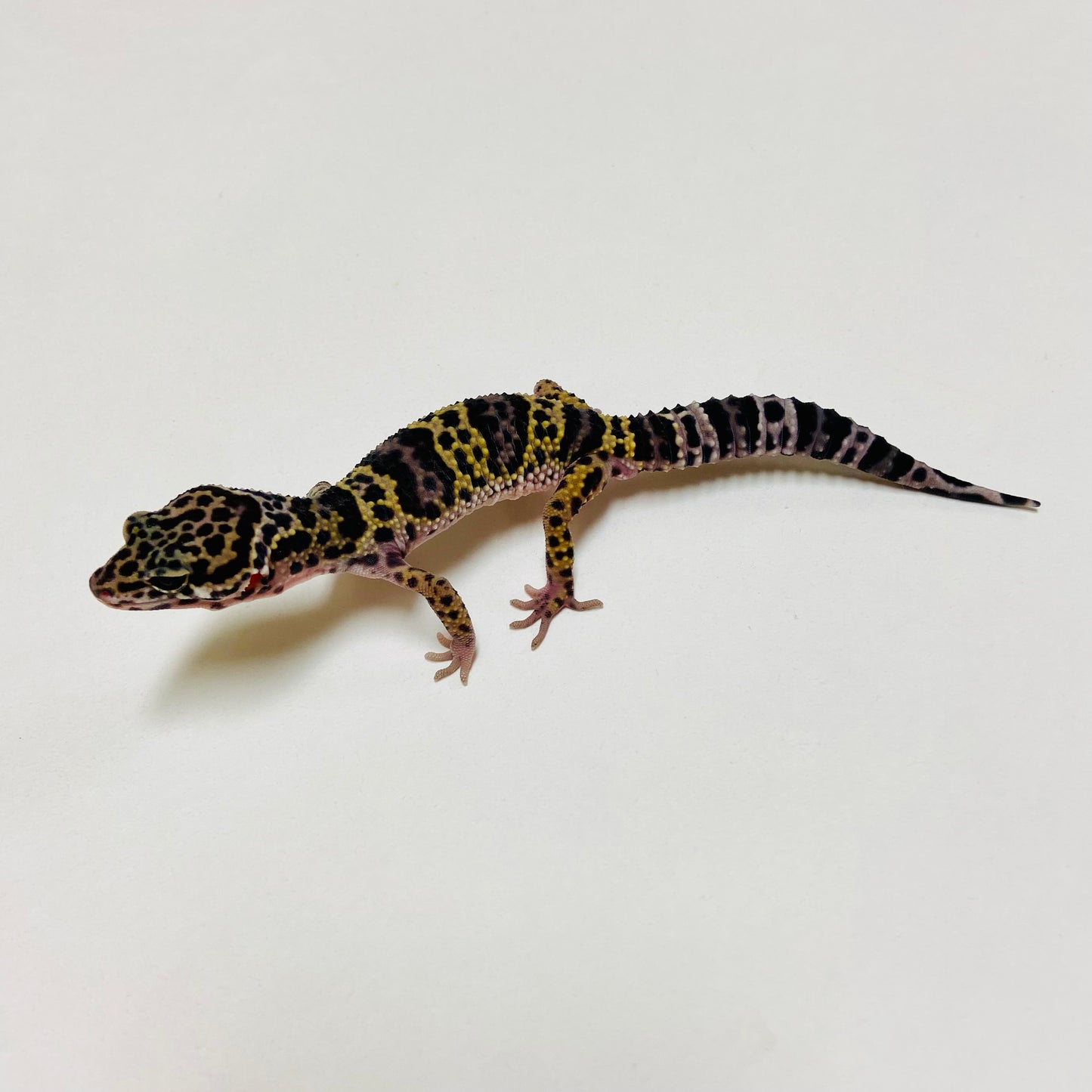 Dark Mack Snow Leopard Gecko Male D-B2-81324-1