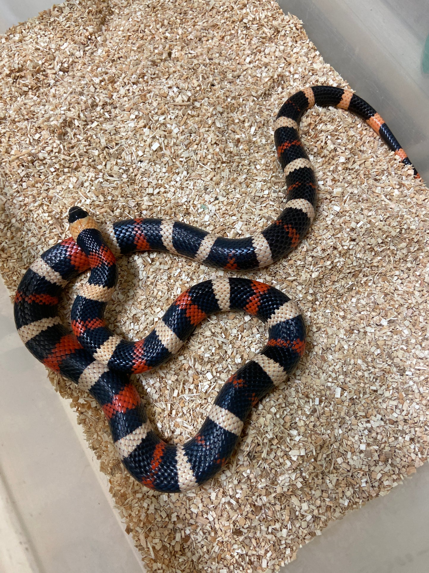 Apricot Pueblan Milk Snake 2022 Male M10