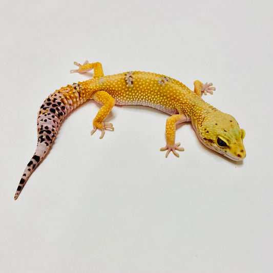 Hypo Tangerine W/Y Leopard Gecko Female E-J8-62320-1