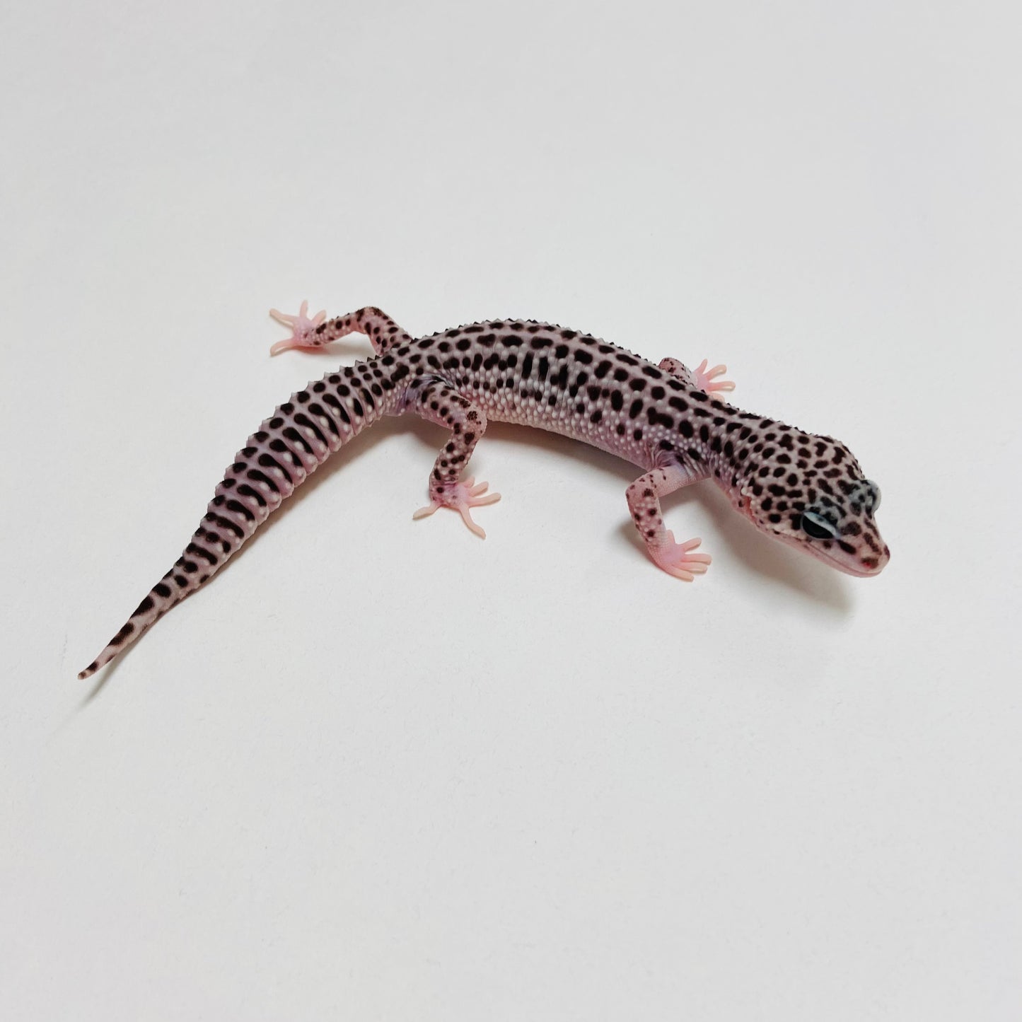 Dark Super Snow Leopard Gecko Male B-B3-71024-1