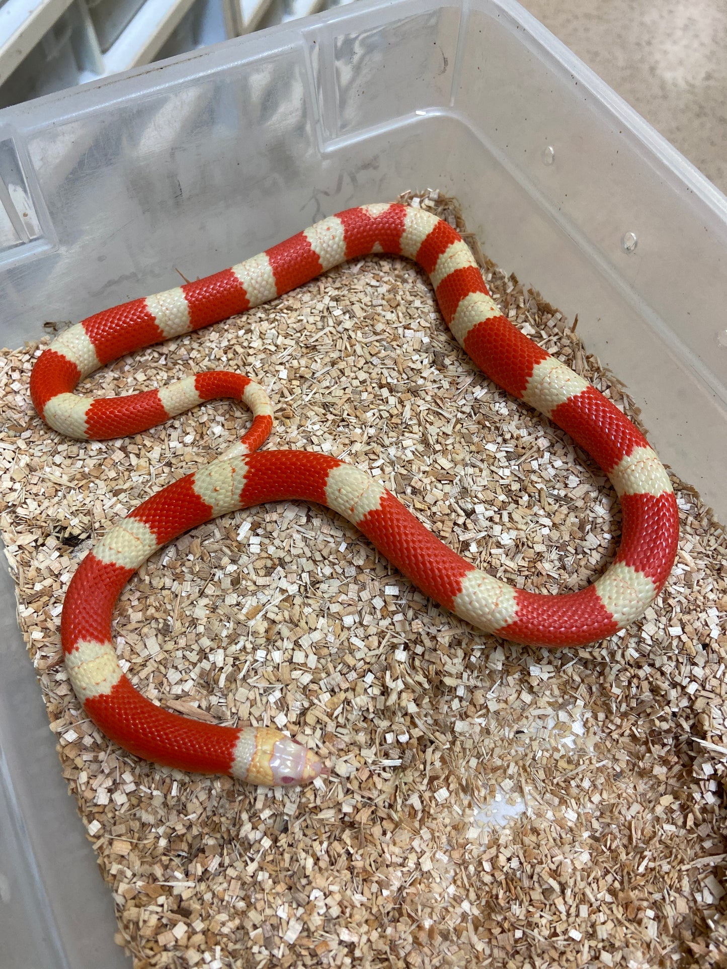 Albino Honduran Milk Snake 2023 Male M02