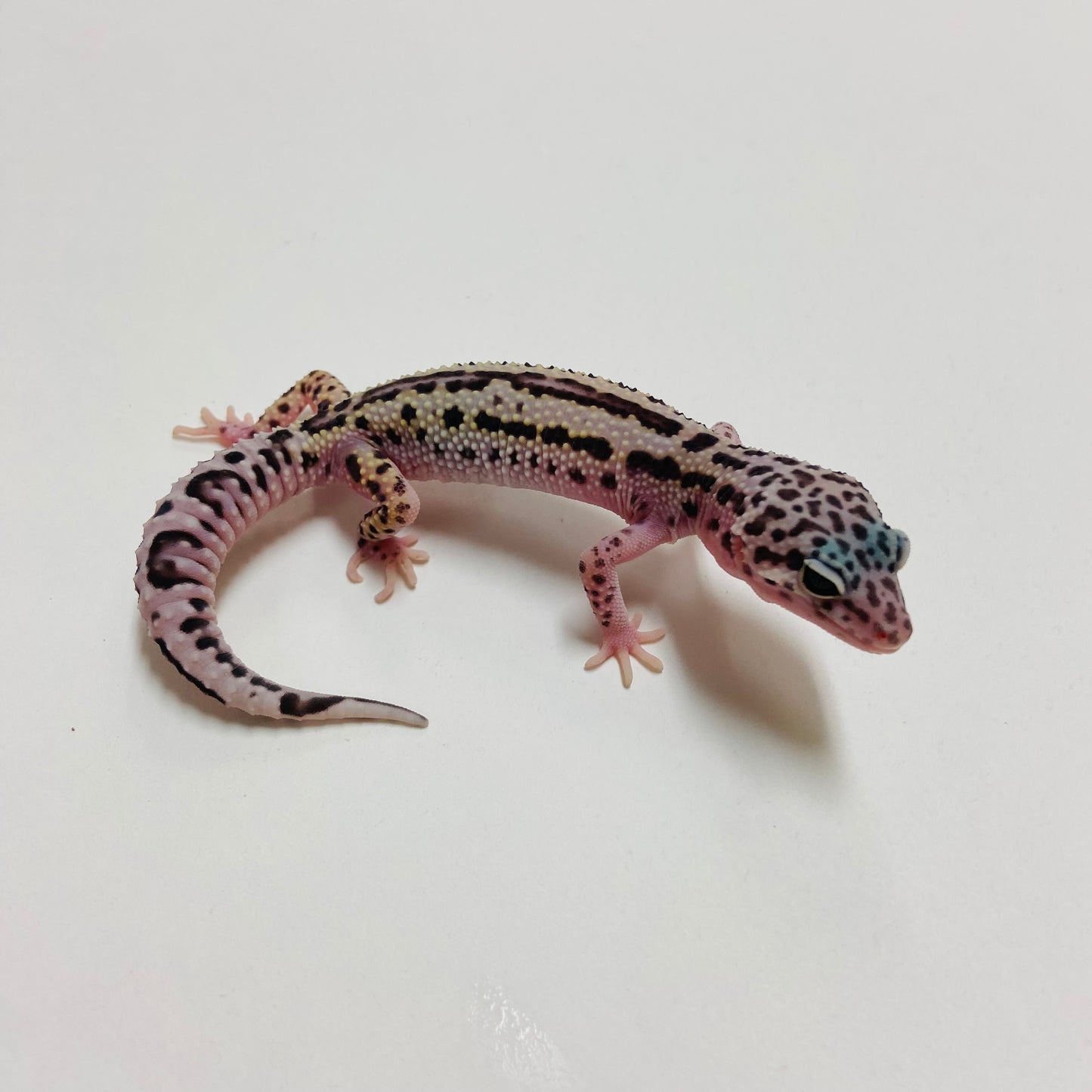 Dark Mack Snow Reverse Stripe Leopard Gecko Pos Male A-B3-73024-1