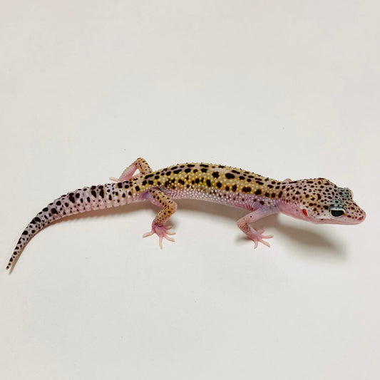 Mack Snow Reverse Stripe Leopard Gecko Male D-B4-80524-1