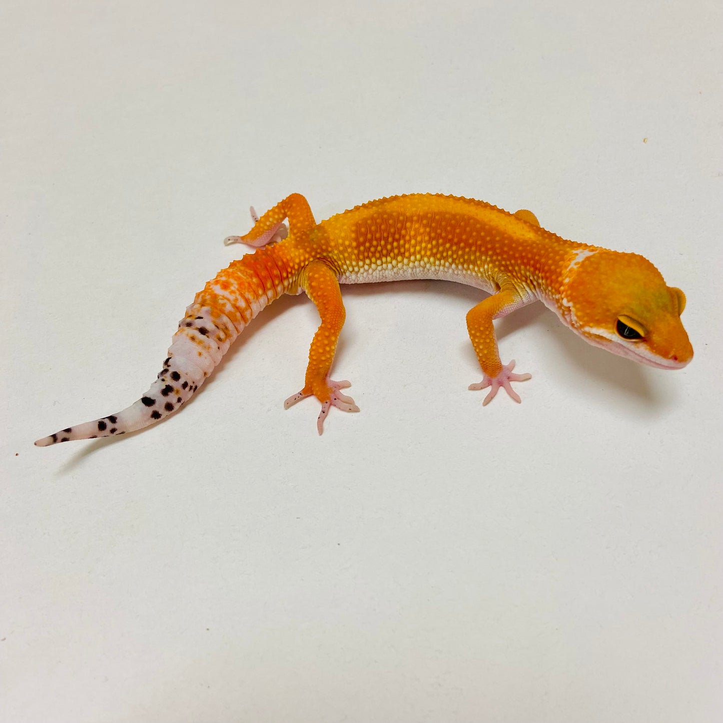 Super Hypo Tangerine Carrot Tail Baldy Leopard Gecko Male D-A3-80624-1