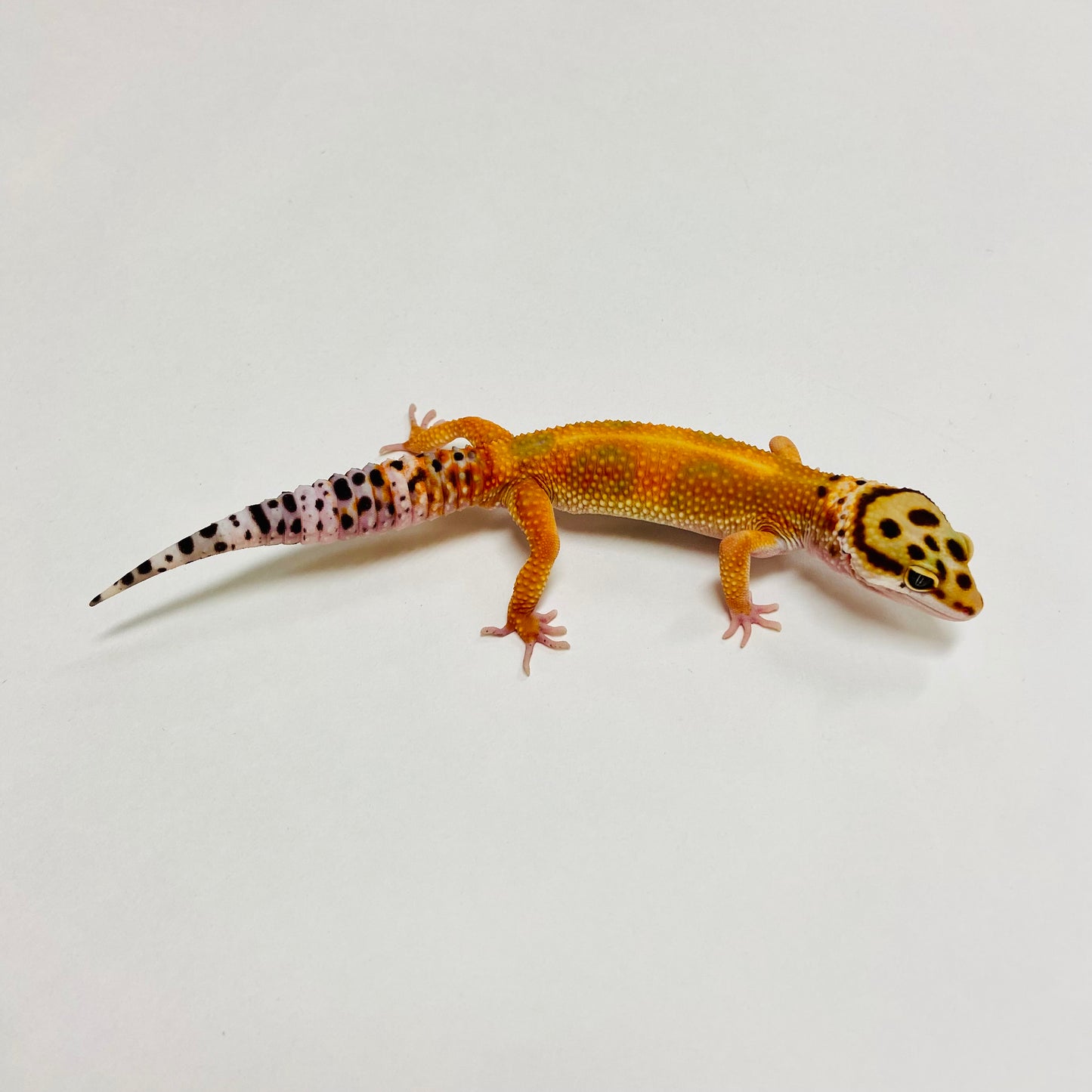 Hi Green Hypo Tangerine Leopard Gecko Male C-A2-71824-1